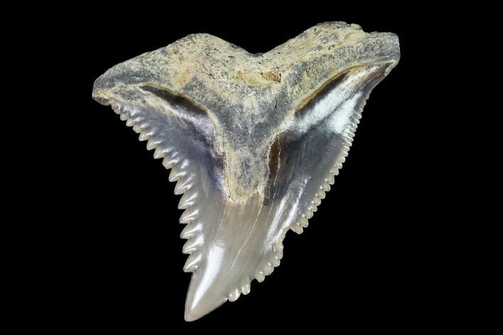 Hemipristis Shark Tooth Fossil - Virginia #96672